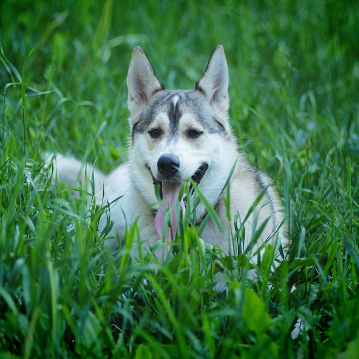 Dog laying in grass